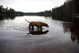 Fiskehund Fiskehund