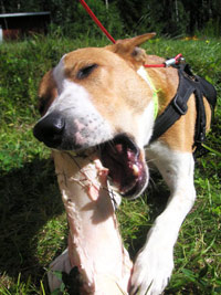 Gimli gnager Gimli gnager