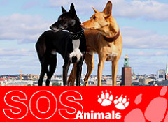SOS-kalendern