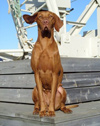 Bild på hunden Polina