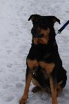 Bild på hunden Flickan
