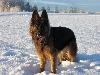 Bild på hunden Åzzie