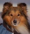 Bild på hunden Teddy