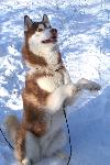 Bild på hunden Tintin