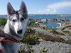 Bild på hunden Taiga