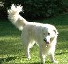 Bild på hunden Elvis