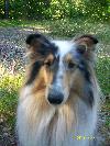 Bild på hunden Heidi