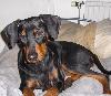 Bild på hunden Gottis