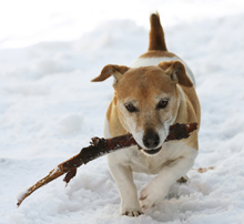 Gamla hundar Gamla hundar