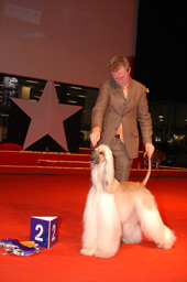 Hundutställning Hundutställning