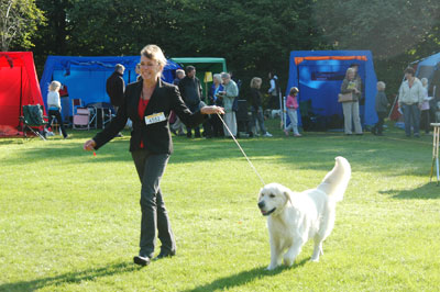 Hundutställning Hundutställning