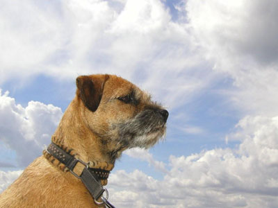 Hundväder Hundväder