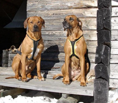 Skidåkning med hund Skidåkning med hund