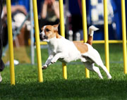 Agility