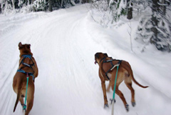 Skidåkning med hund