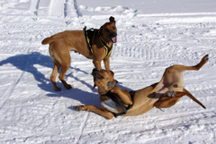 Skidåkning med hund