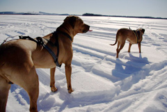 Skidåkning med hund