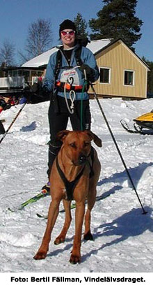 Skidåkning med hund